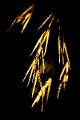 seed heads in the wind (golden oat grass)_keith lynch_open